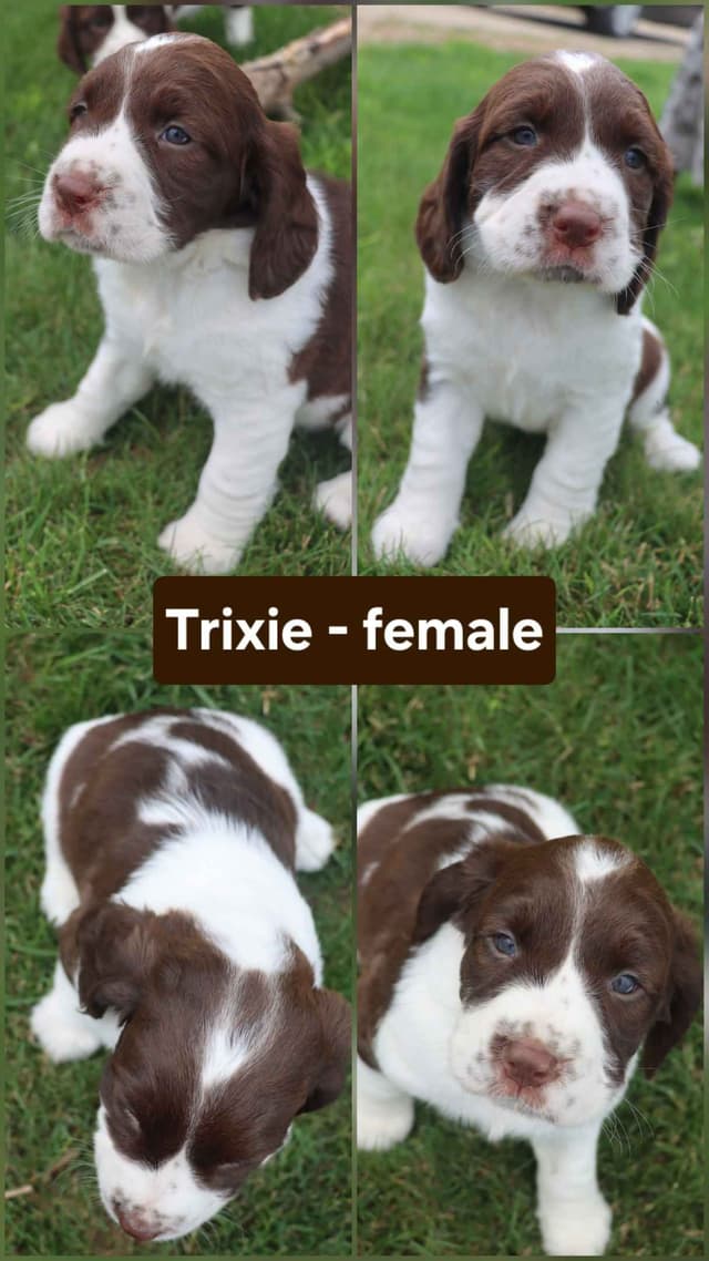 English Springer Spaniel Puppies media 2