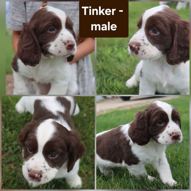 English Springer Spaniel Puppies media 3