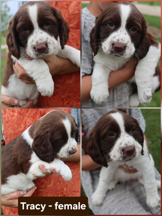 English Springer Spaniel Puppies media 4