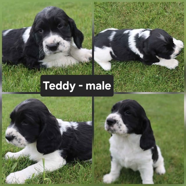 English Springer Spaniel Puppies media 5