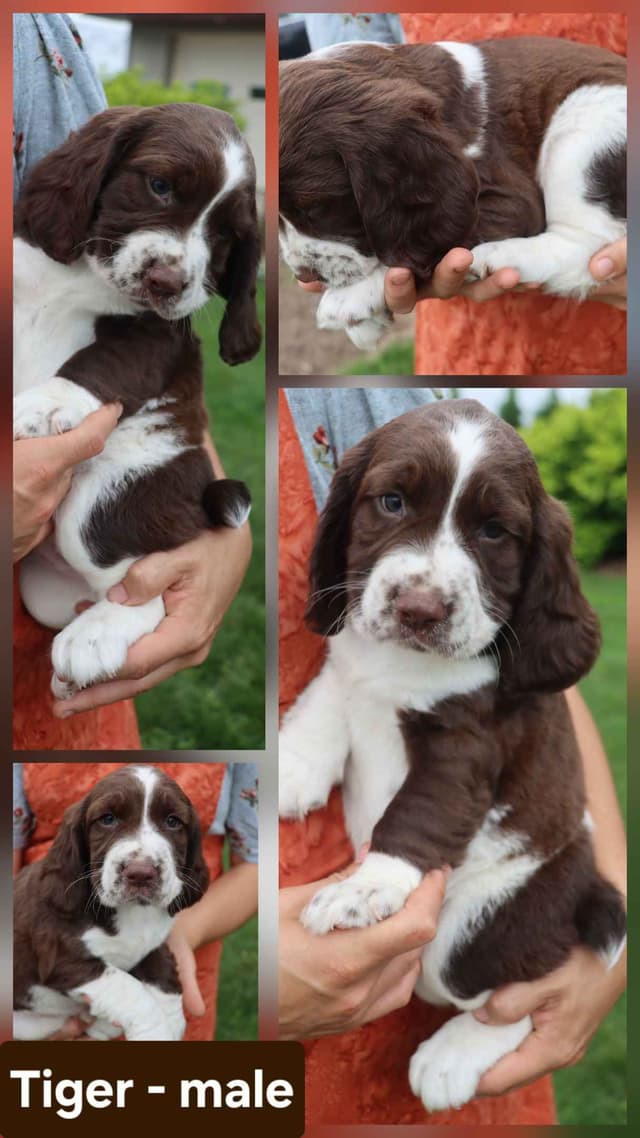 English Springer Spaniel Puppies media 6