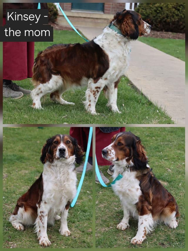 English Springer Spaniel Puppies media 7