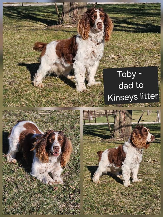 English Springer Spaniel Puppies media 8