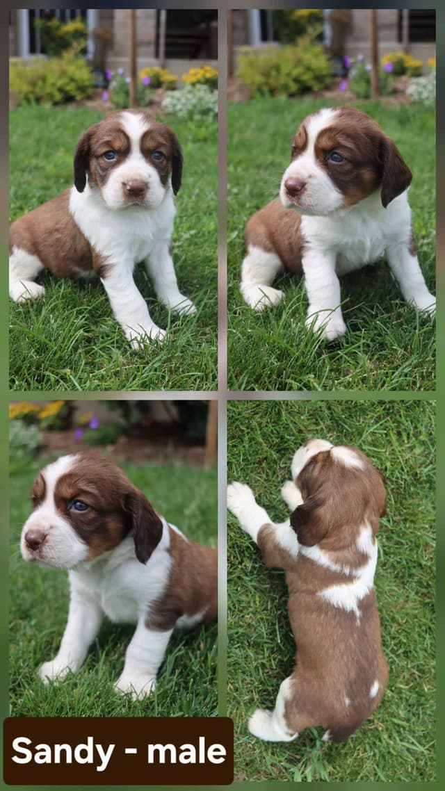 English Springer Spaniel Puppies media 2