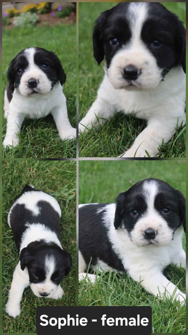 English Springer Spaniel Puppies media 4