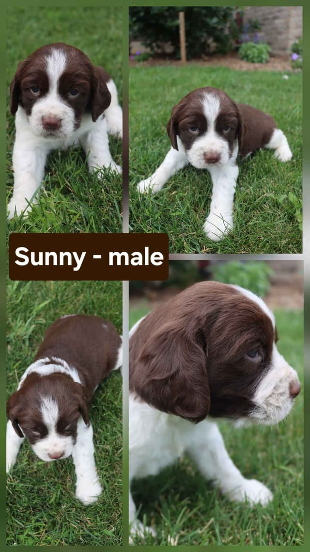 English Springer Spaniel Puppies media 3
