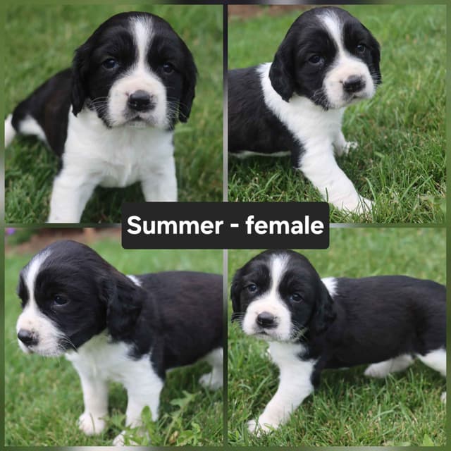 English Springer Spaniel Puppies media 5