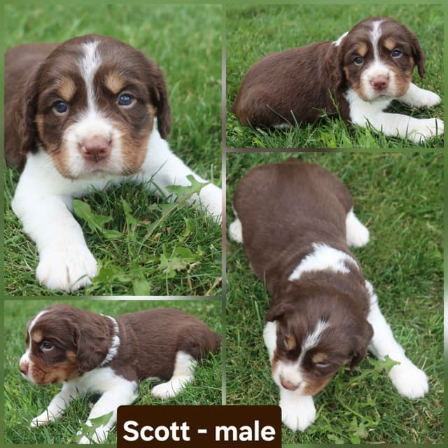 English Springer Spaniel Puppies media 6
