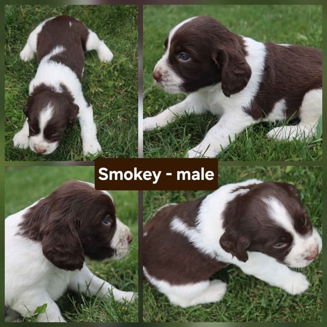 English Springer Spaniel Puppies media 7