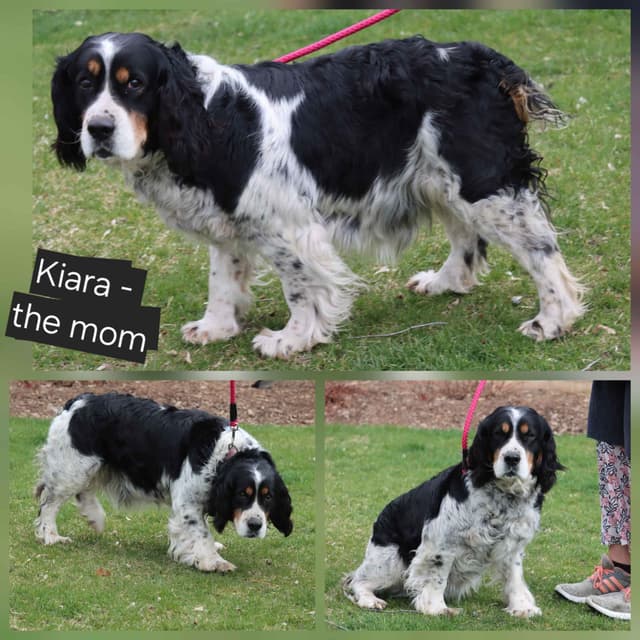 English Springer Spaniel Puppies media 8