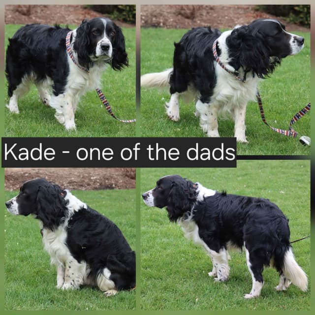 English Springer Spaniel Puppies media 9