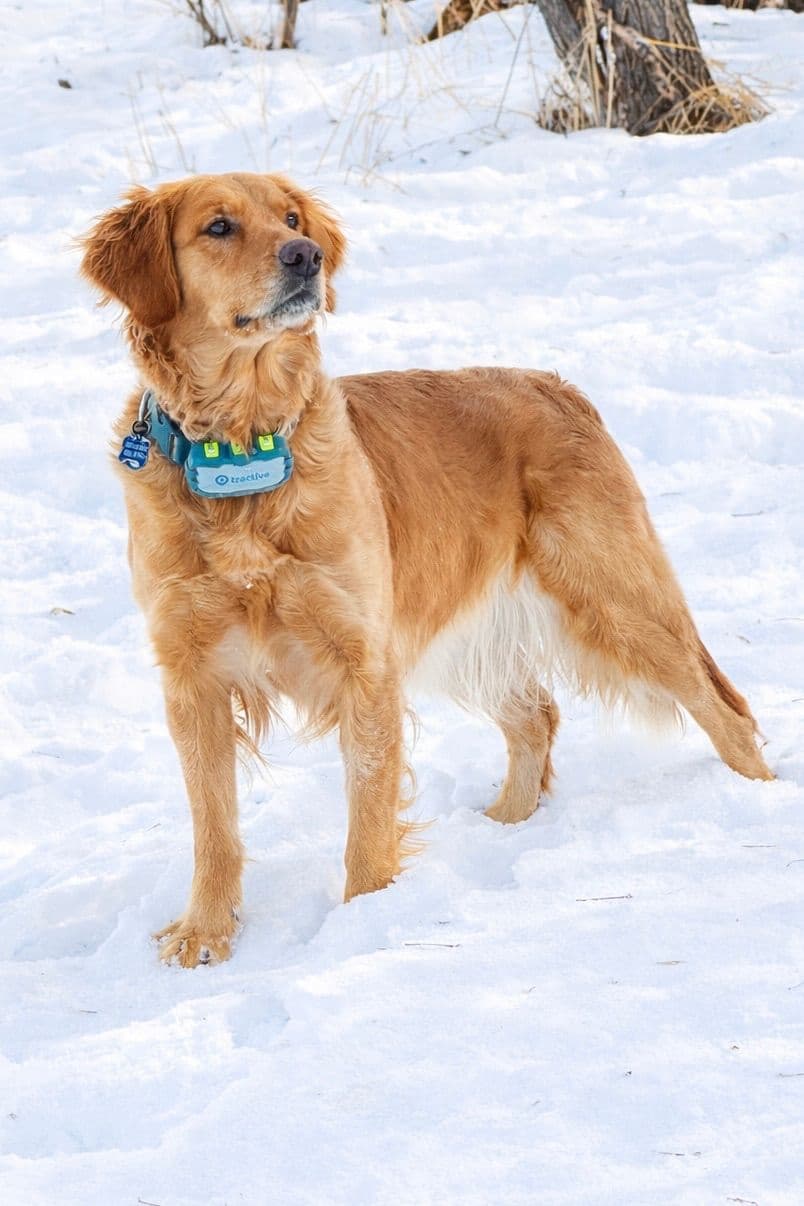 Golden Retriever Puppies breeder image 2