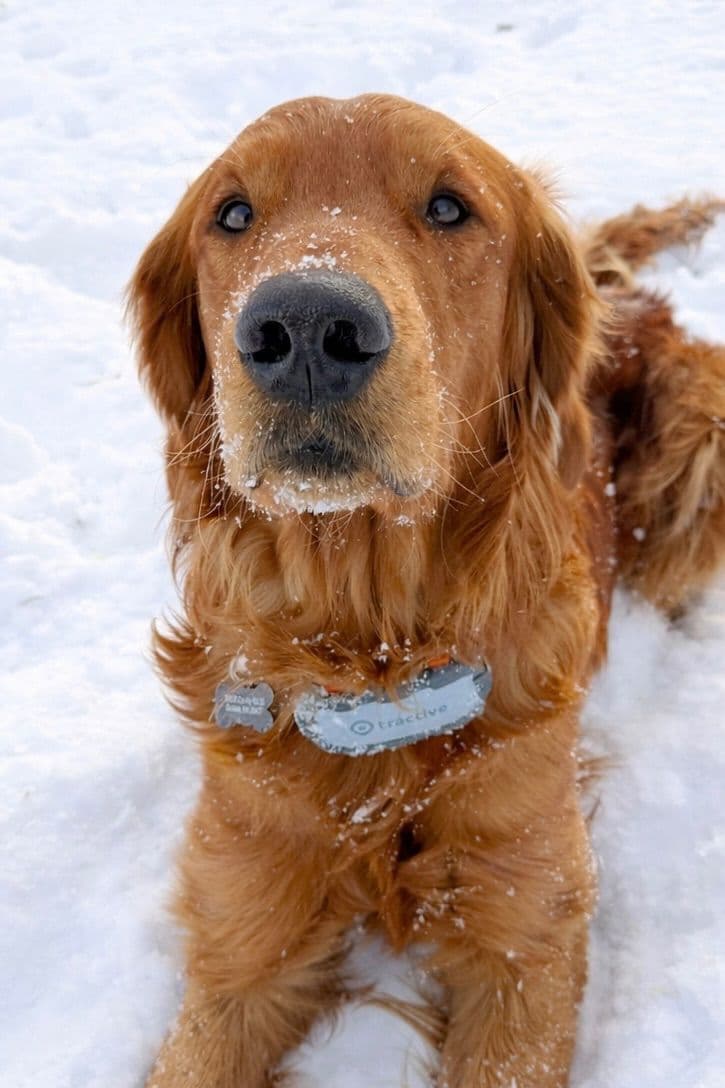 Golden Retriever Puppies breeder image 3