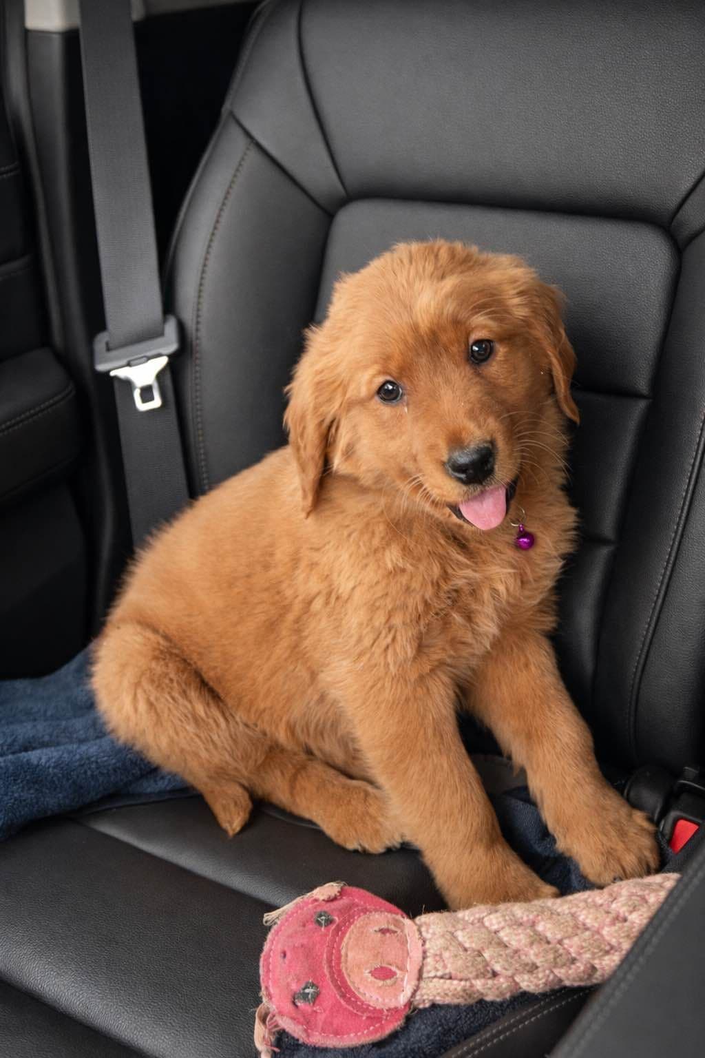 Golden Retriever Puppies breeder image 4