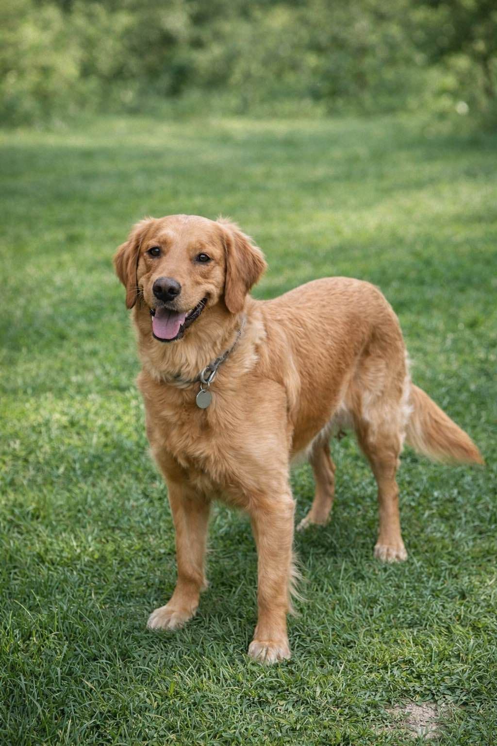 Golden Retriever Puppies breeder image 5