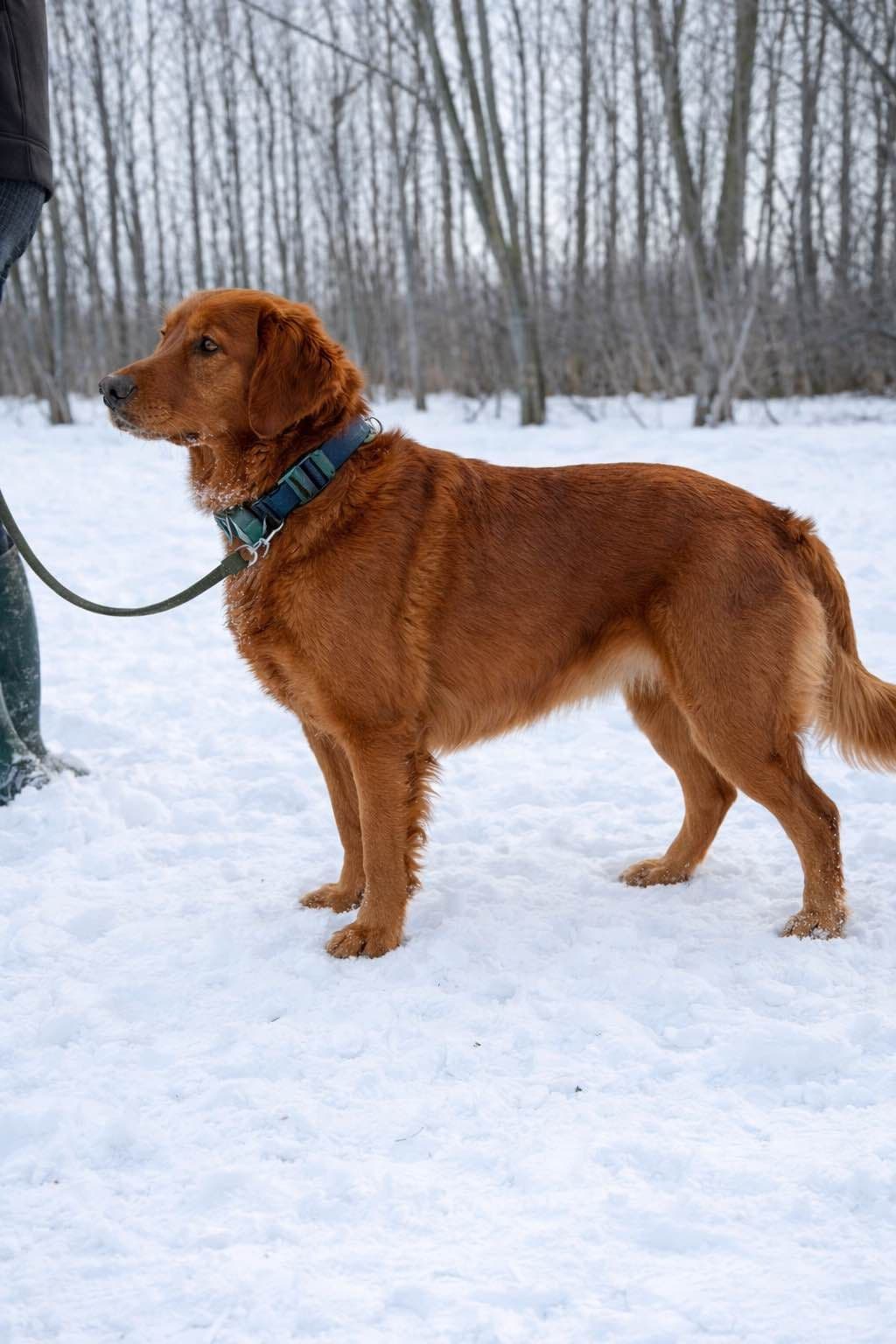 Golden Retriever Puppies breeder image 9