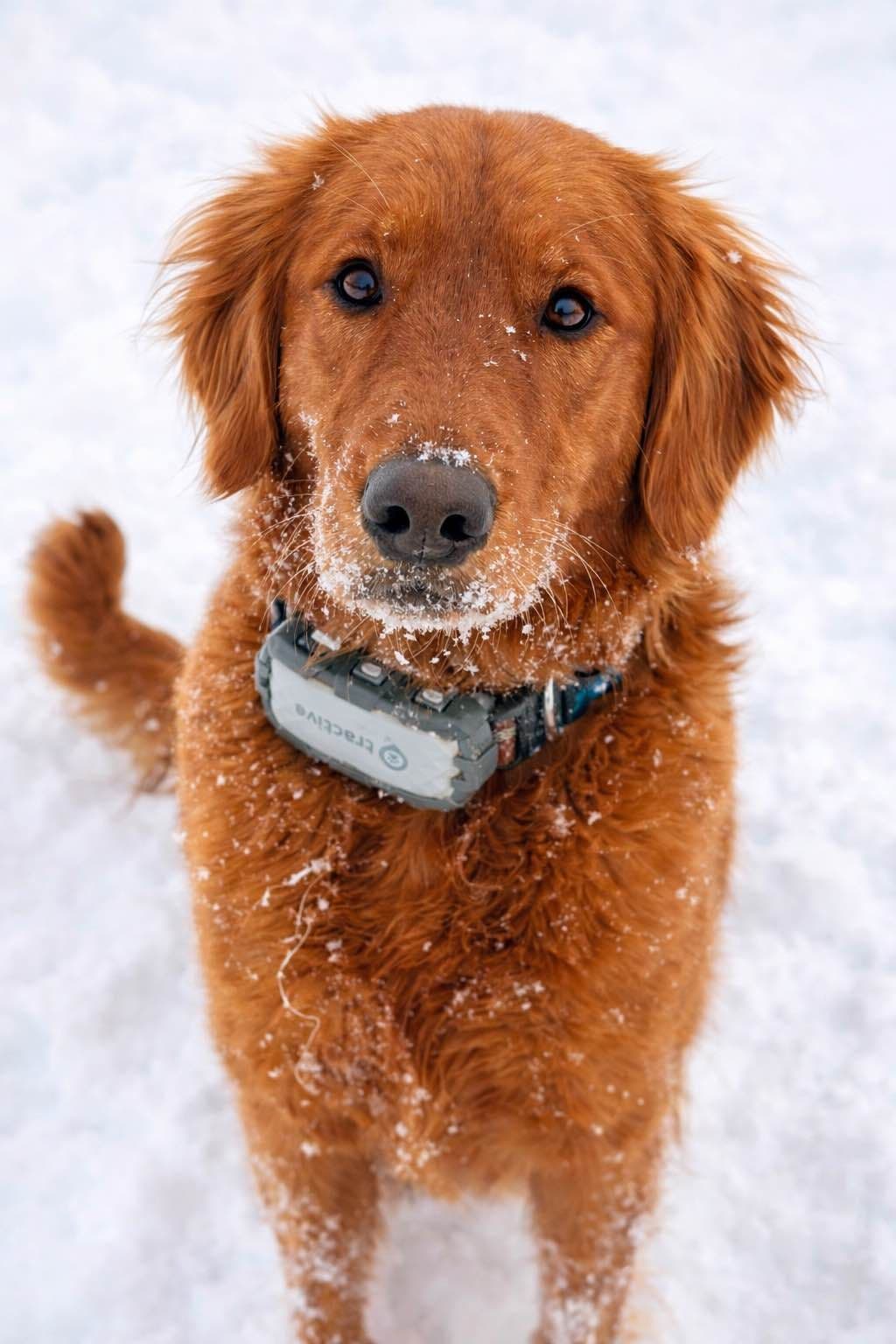 Golden Retriever Puppies breeder image 10