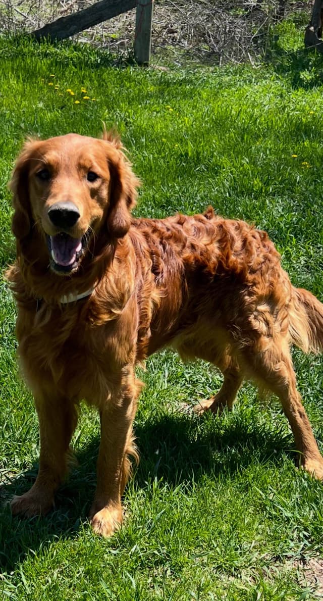 Golden Retriever Puppies media 6