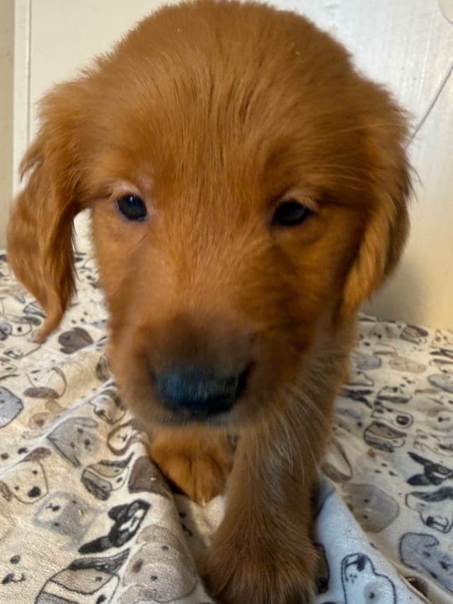 Golden Retriever Puppies media 2