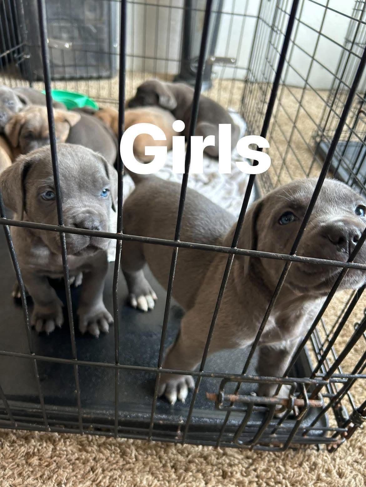Cane Corso Puppies breeder image 4