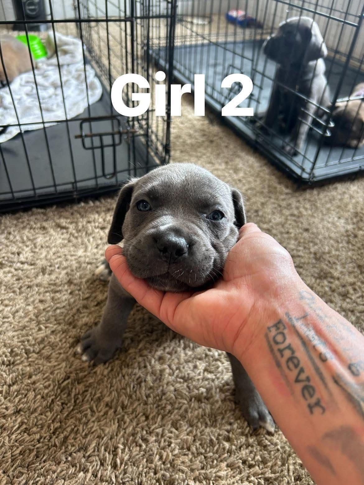 Cane Corso Puppies breeder image 5