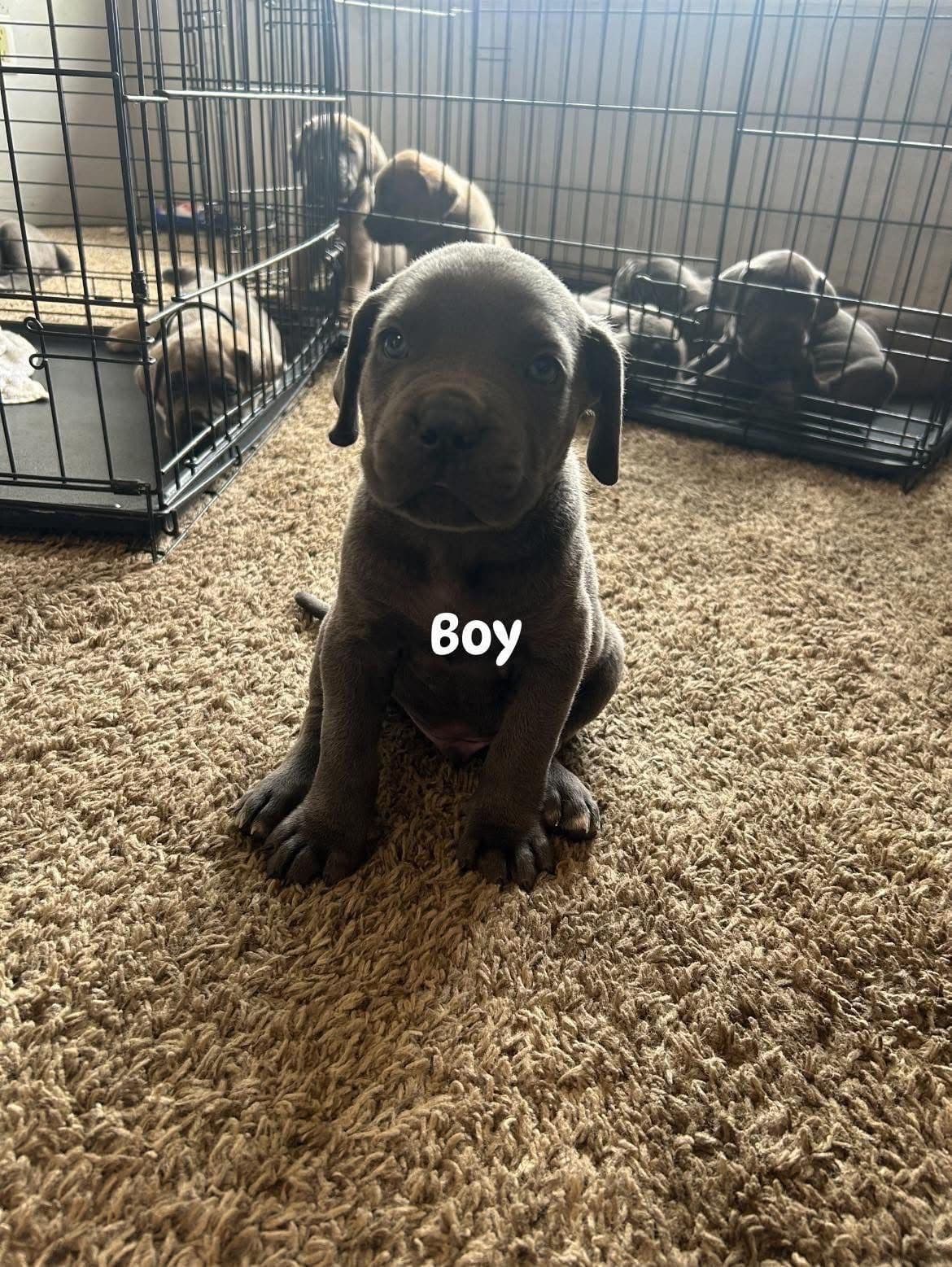 Cane Corso Puppies breeder image 9