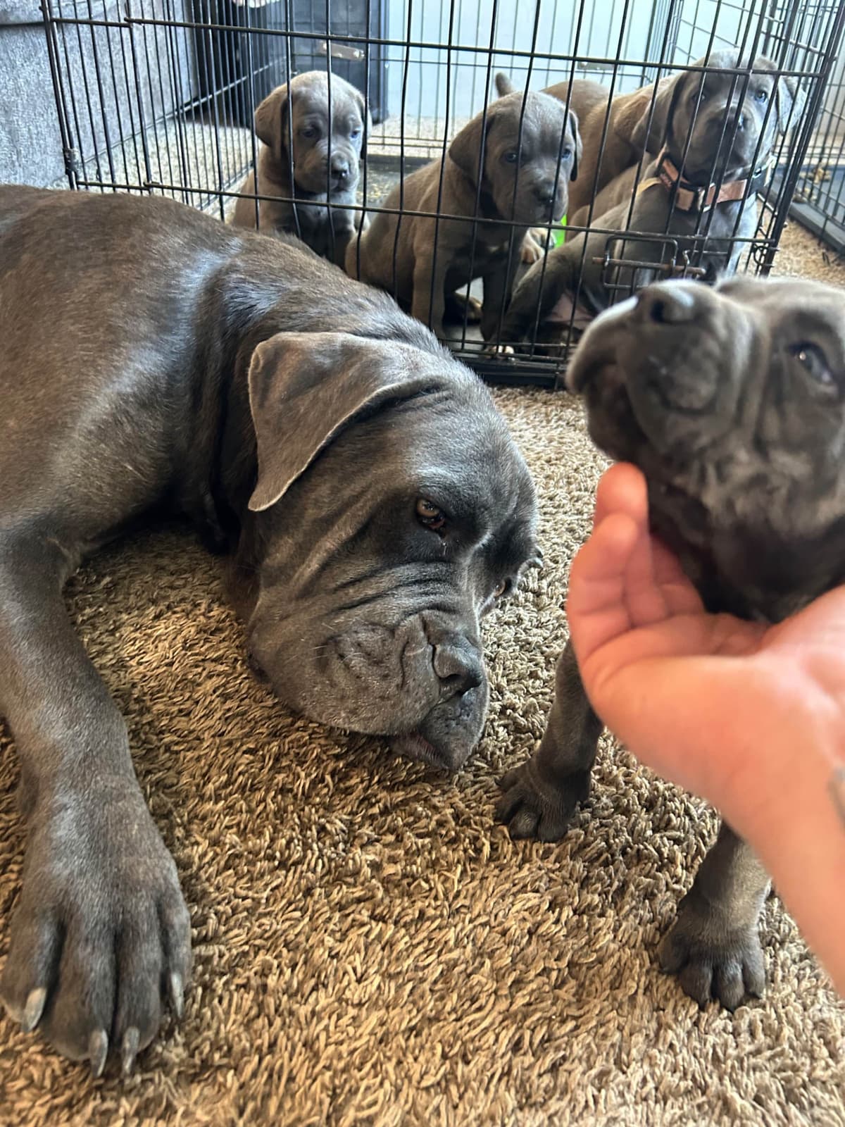 Cane Corso Puppies breeder image 10