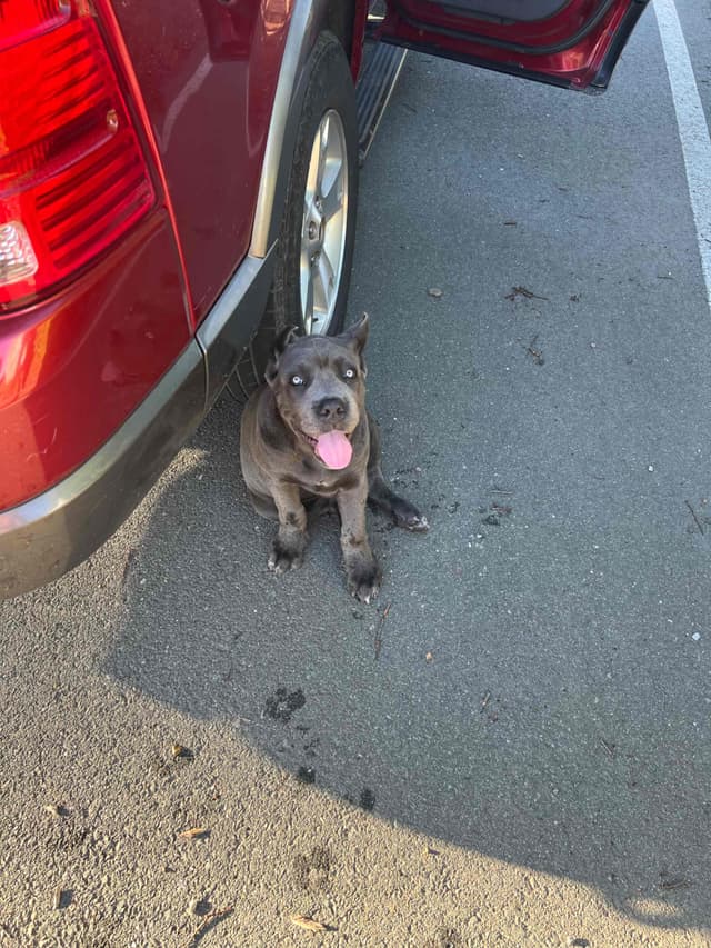 Cane Corso Puppies media 2