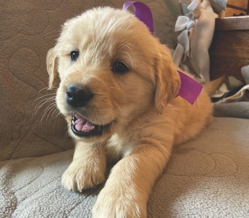 Ready To Go Home! breeder image 1