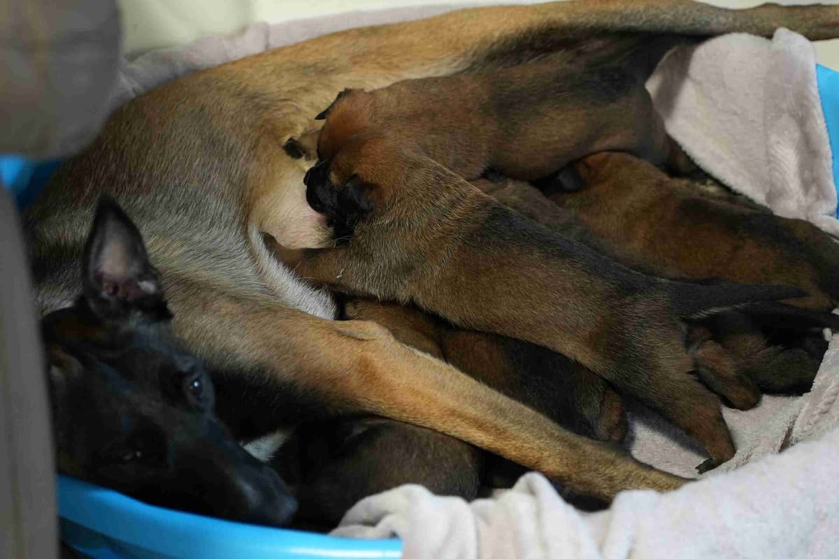Elite Belgian Malinois Puppies breeder image 6
