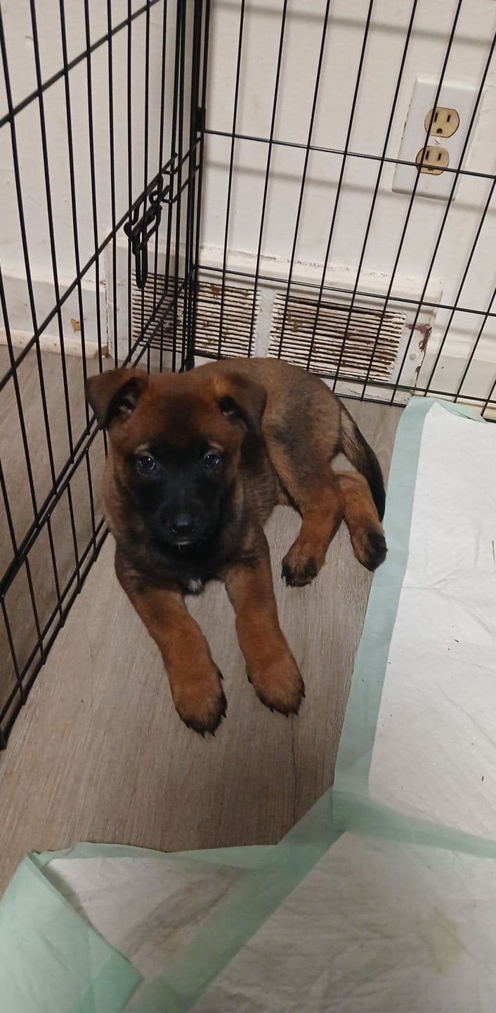 Elite Belgian Malinois Puppies breeder image 7