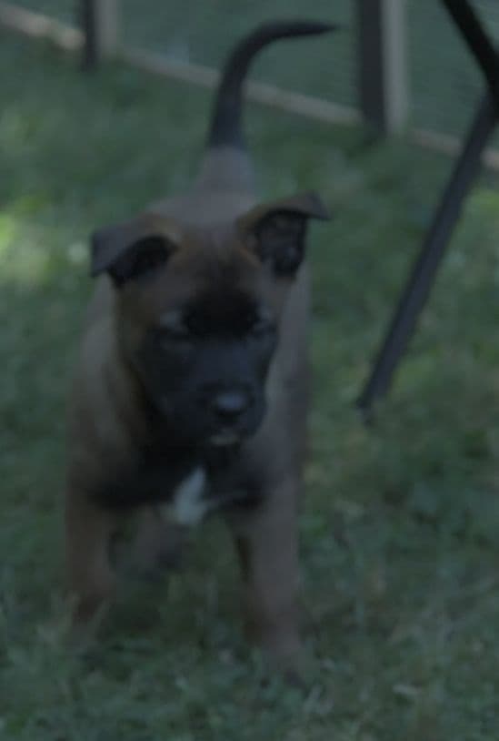 Elite Belgian Malinois Puppies breeder image 8