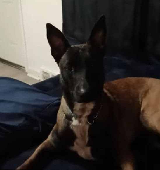 Elite Belgian Malinois Puppies breeder image 9