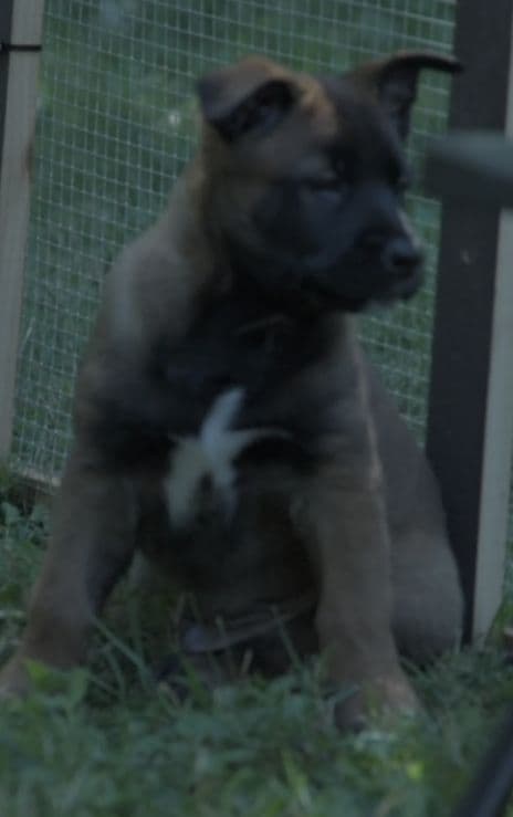 Elite Belgian Malinois Puppies breeder image 11