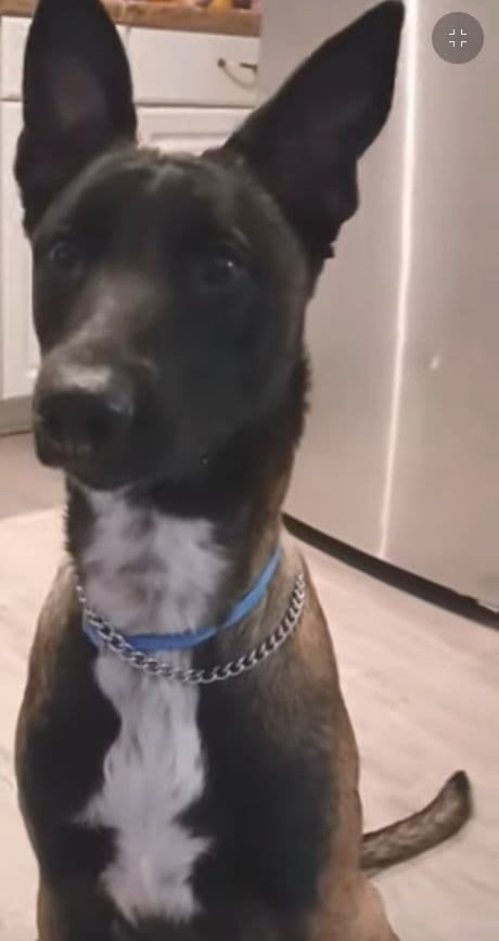 Elite Belgian Malinois Puppies breeder image 10