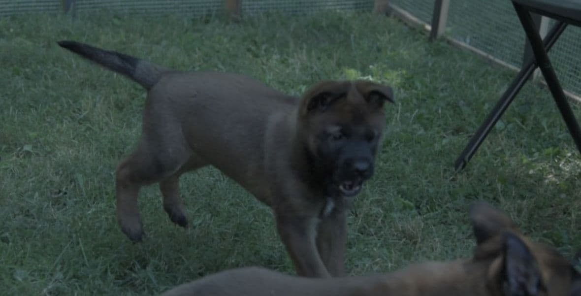 Elite Belgian Malinois Puppies breeder image 18