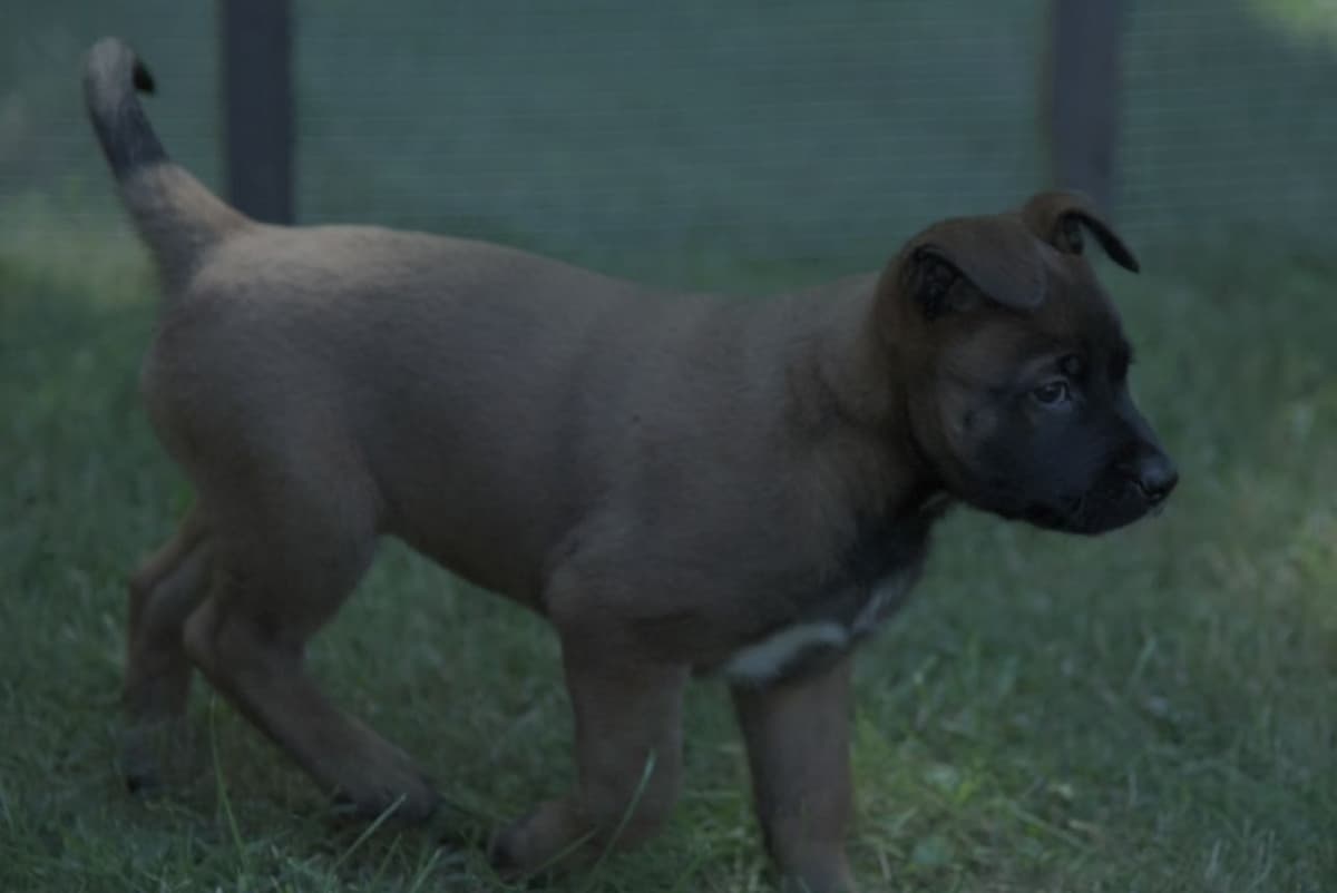 Elite Belgian Malinois Puppies breeder image 13