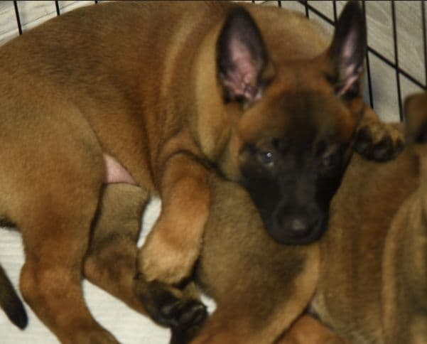 Elite Belgian Malinois Puppies breeder image 12