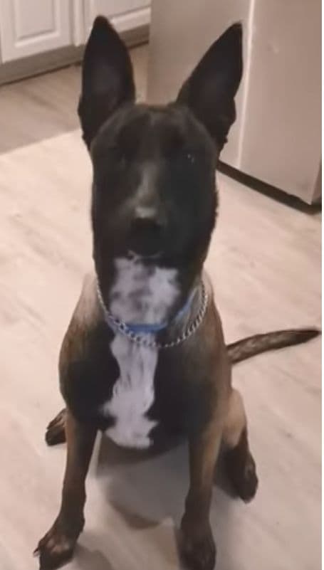 Elite Belgian Malinois Puppies breeder image 3