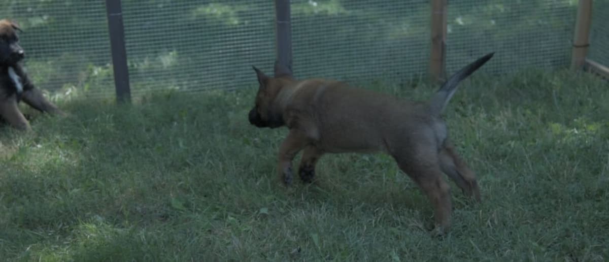 Elite Belgian Malinois Puppies breeder image 14
