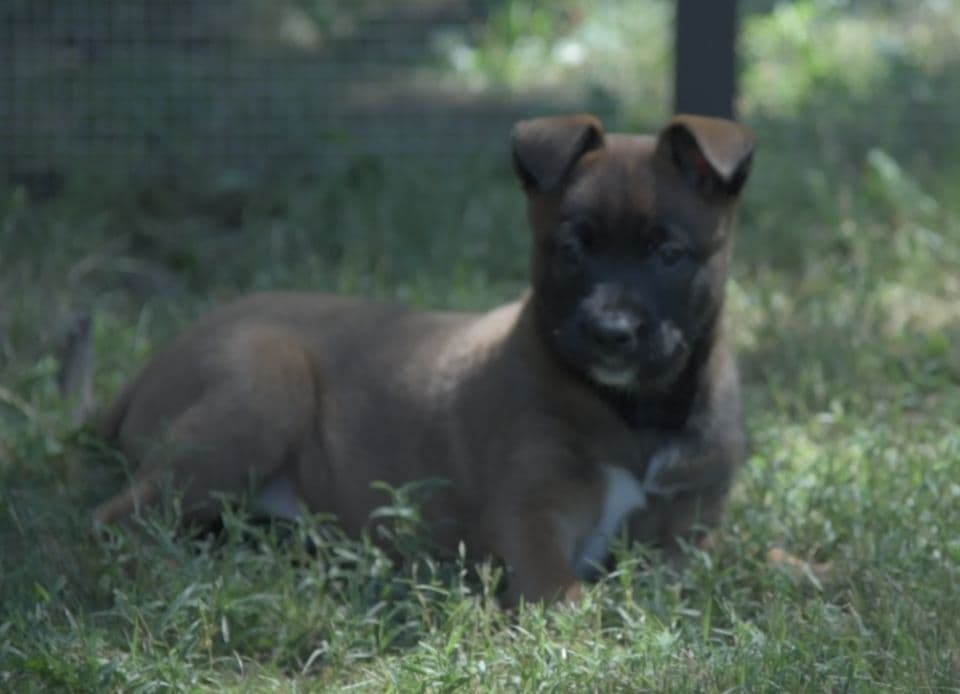 Elite Belgian Malinois Puppies breeder image 17