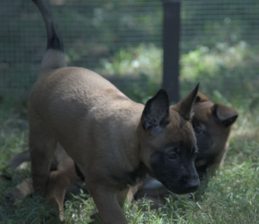 Elite Belgian Malinois Puppies breeder image 5