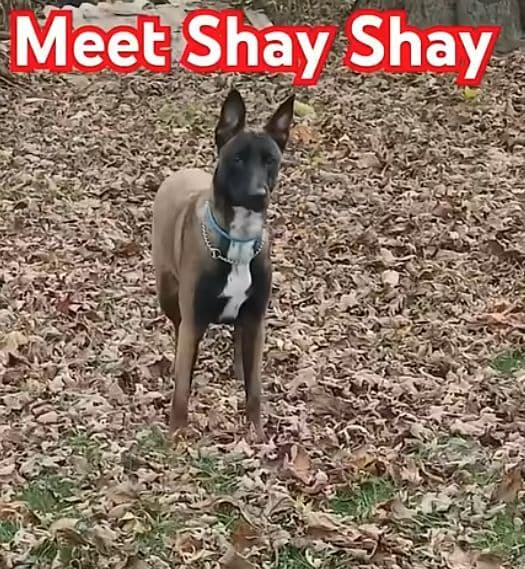 Elite Belgian Malinois Puppies breeder image 15
