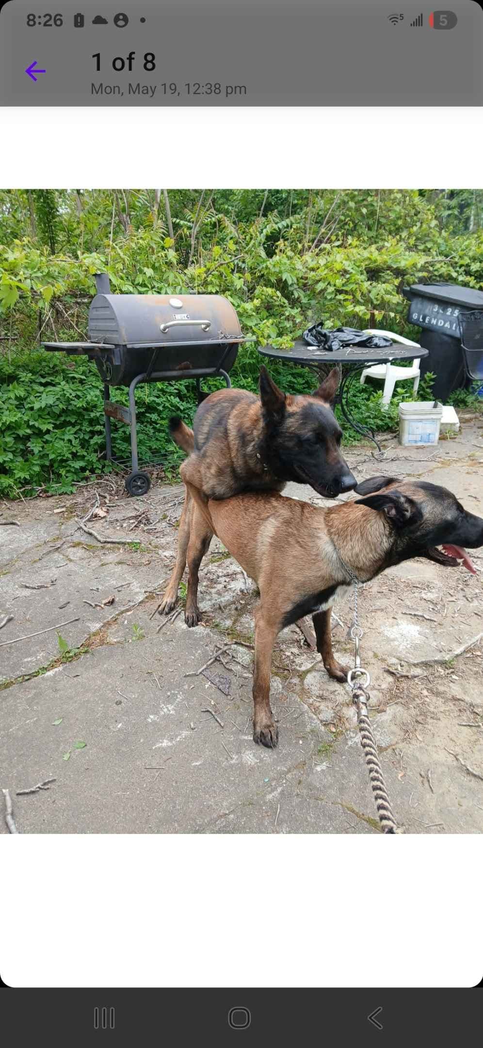 Elite Belgian Malinois Puppies breeder image 20