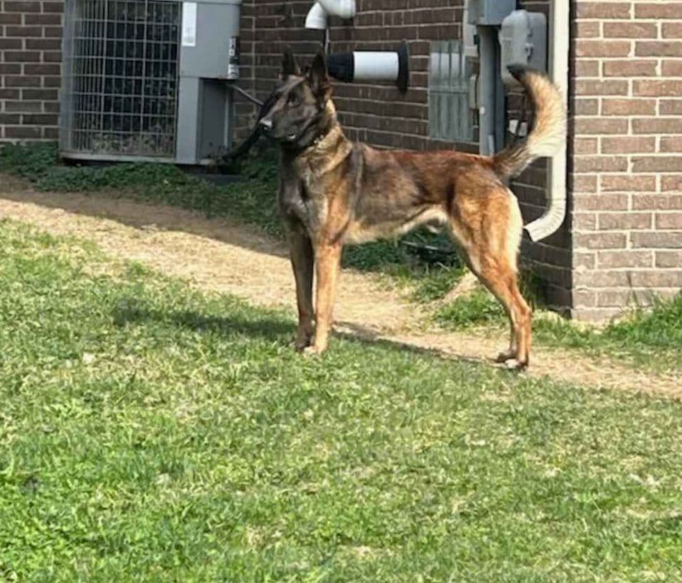 Elite Belgian Malinois Puppies breeder image 1