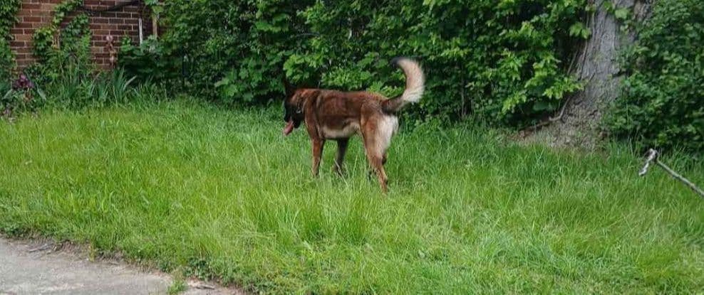 Elite Belgian Malinois Puppies breeder image 24