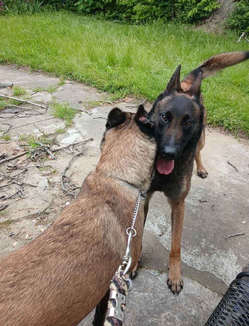 Elite Belgian Malinois Puppies breeder image 21