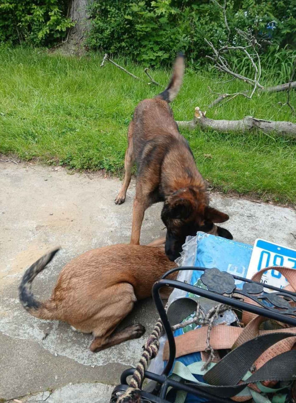 Elite Belgian Malinois Puppies breeder image 22