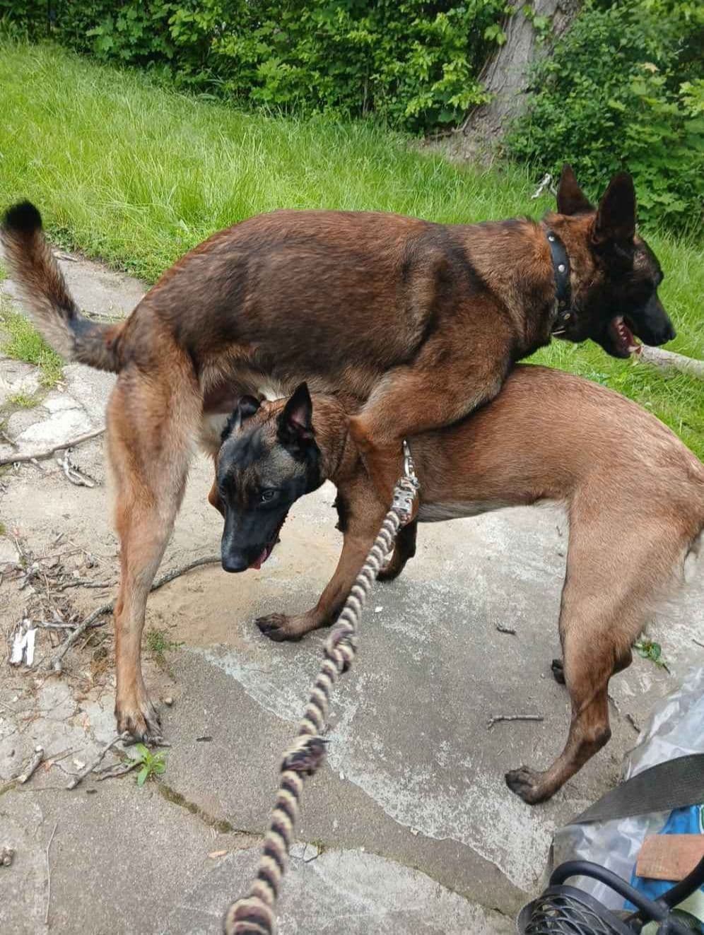Elite Belgian Malinois Puppies breeder image 23