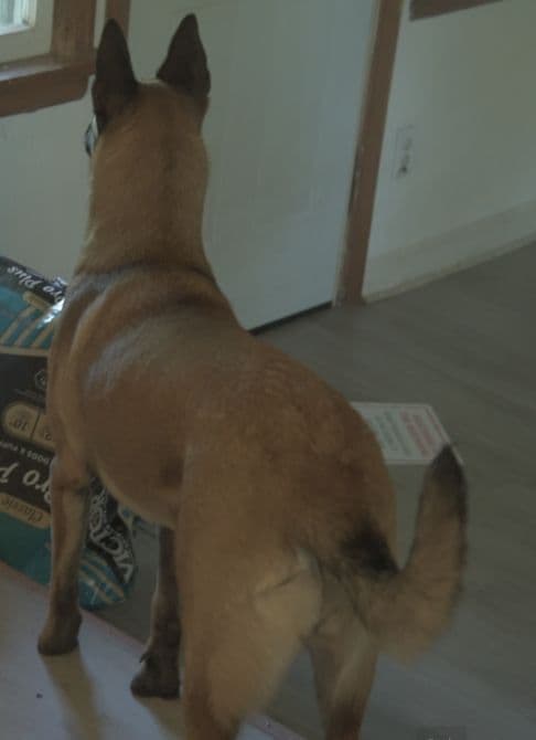 Elite Belgian Malinois Puppies media 12